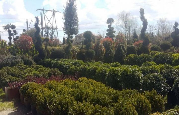 Bahalı ağaclara tələbat kəskin azalıb