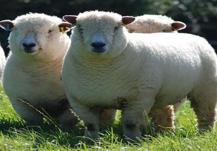 Böyük Britaniya canlı heyvan ixracını qadağan edir