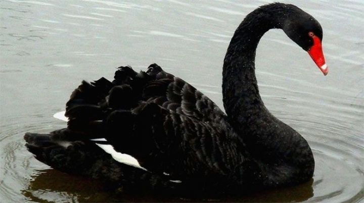 Bazarlarda "qara qu" təsiri yarana bilər