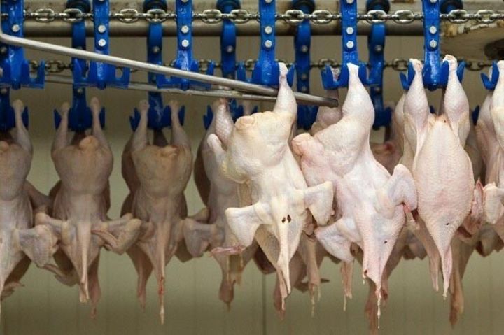 "Gələn il ərəb ölkələrinə quşçuluq məhsullarının ixracı arta bilər"