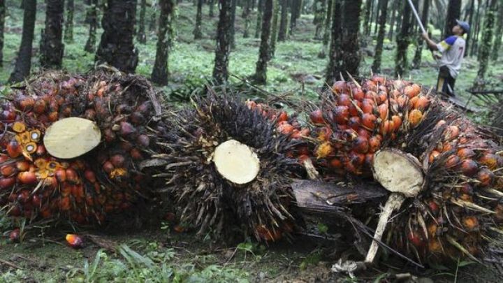 Avropa Birliyindən palma yağı idxalına zərbə