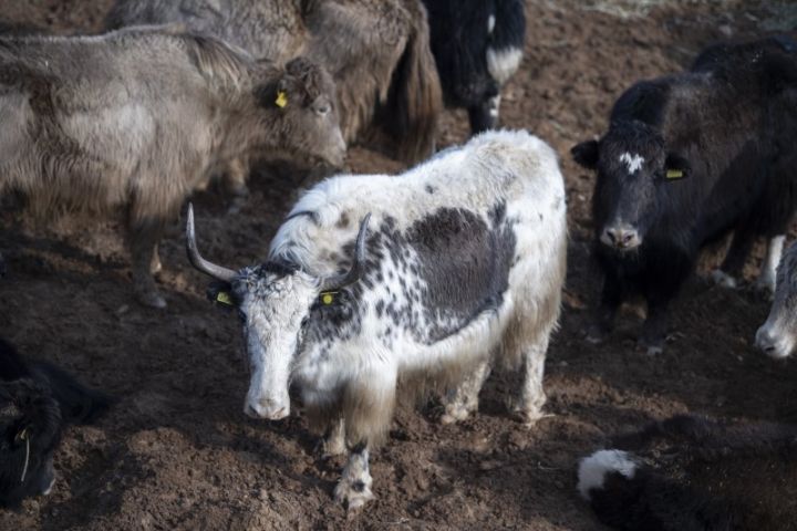 Azərbaycana Qırğızıstandan damazlıq məqsədilə 100 baş yak gətirilib