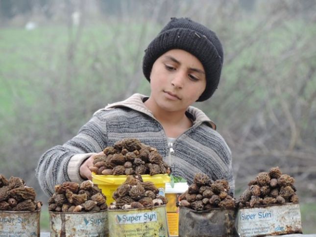 Yığım mövsümü başladı, kiloqramı 35 manata satılır