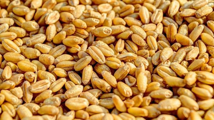 Yanvar-oktyabr aylarında Rusiyadan buğda ixracı 8,6% azalıb