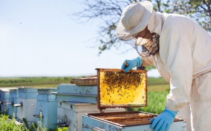 Azərbaycan arıçıları turist qəbul etməyə hazırlaşır
