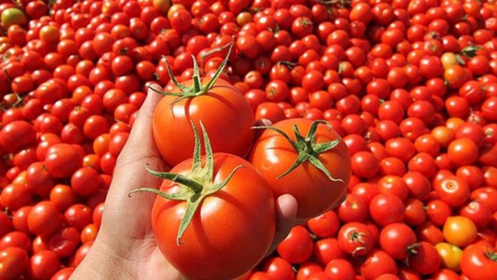 Xaricə pomidor satışından gəlir artıb