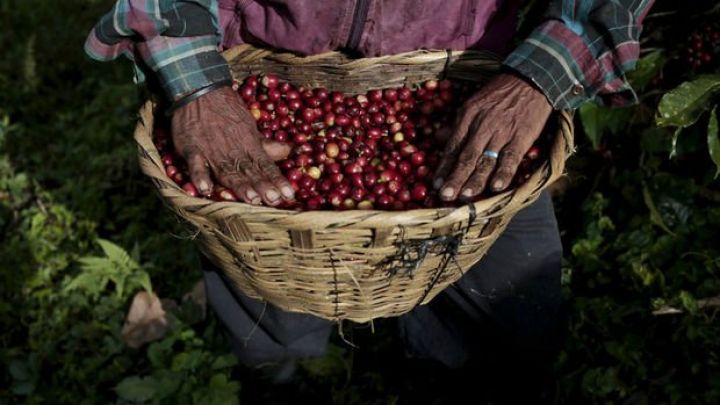 Qəhvə qiymətləri son 10 ilin ən yüksək səviyyəsində