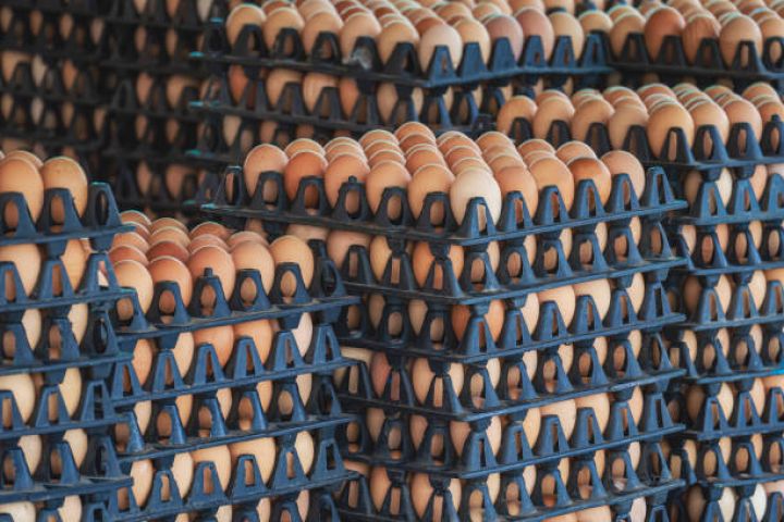 Dövlət şirkəti damazlıq yumurta istehsalı layihəsinə 3 milyona yaxın sərmayı yatırır