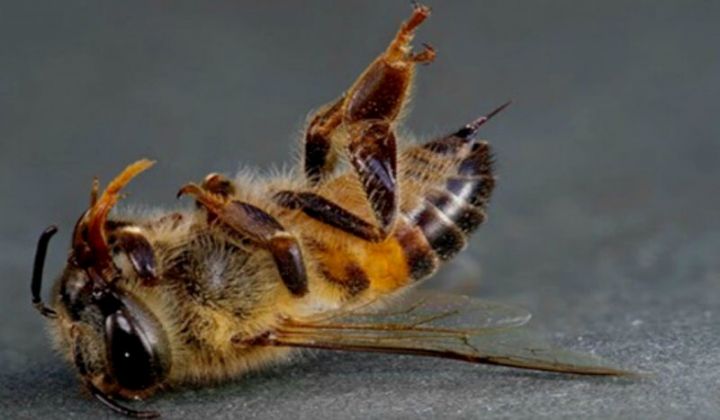 Azərbaycanda arılar kütləvi qırıla bilər