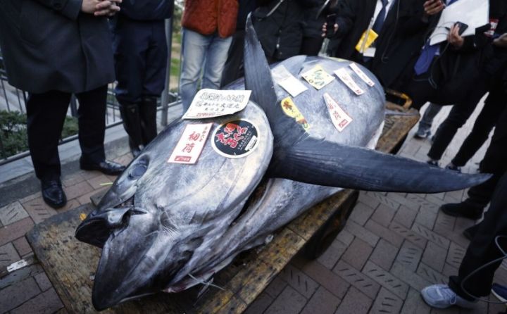 Bu ilin ilk hərracında nəhəng ton balığı 788 min dollara satılıb